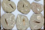 Lot: Real Fossil Plesiosaur Teeth In Matrix - Pieces #119617-1